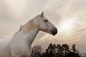 equestrian-horse-photographer-chepstow