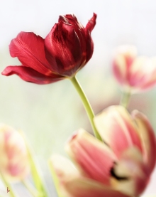 tulip-april18