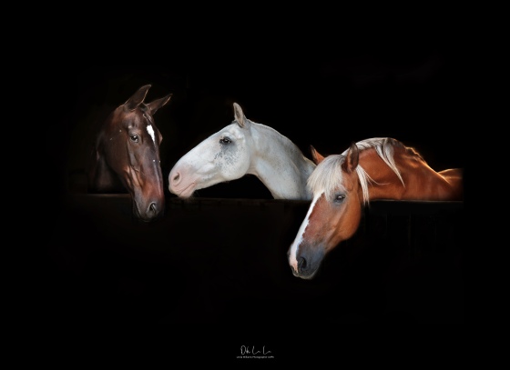 Portrait of three horses against a dark background